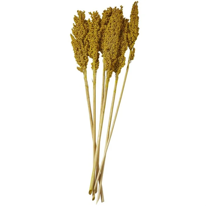 UMA Yellow Dried Plant Corn Maze Grass Home Decor Natural Foliage with Long Stems, 3″ x 1″ x 30″ | 12592 CLOSEOUT